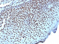 H1F0 Antibody (AE-4), Novus Biologicals 0.2mg; Unlabeled:Antibodies, Monoclonal